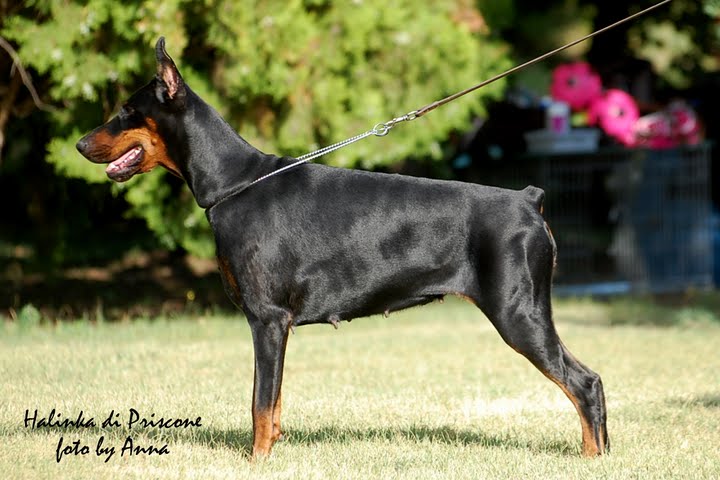 Halinka di Prisconte.JPG