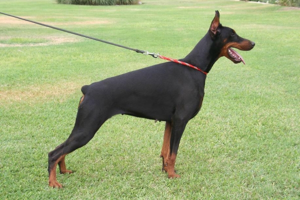 Shandy Shantal de Rizzi 2 year_.JPG