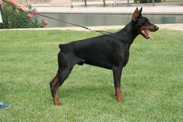 Siegfried de Rizzi 2 years 1.JPG