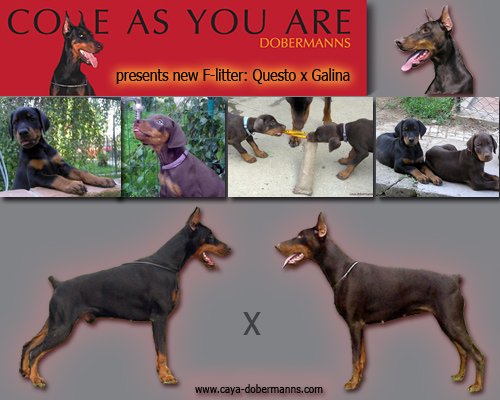 the_dobermann.jpg